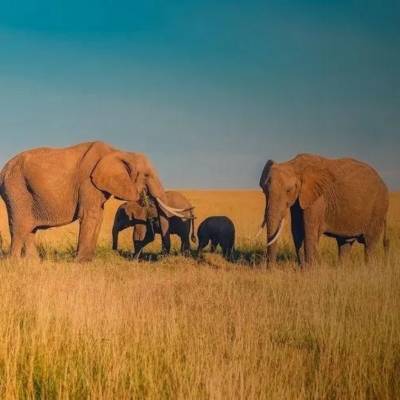 Seguro de  viaje a Africa