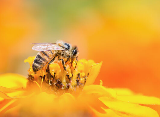 11 reglas de oro para evitar picaduras y mordeduras estas vacaciones