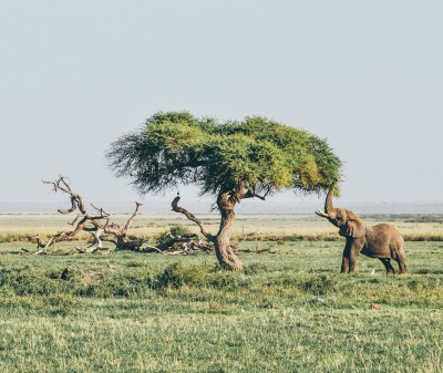 Vacunas para ir a Sudáfrica